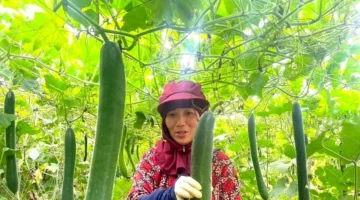 أسعار مرتفعة.. محصول القرع الأخضر في نغي آن يحقق أرباحاً قياسية للمزارعين وفيرة